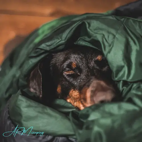 Do Dogs Need Sleeping Bags when Camping