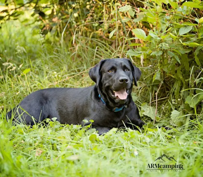 How Much Food Does a Black Lab Need for 6 Days of Camping?