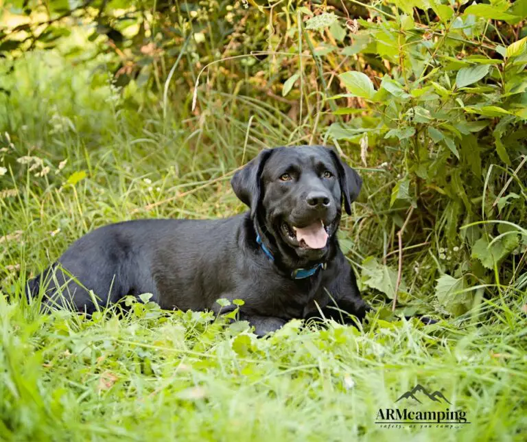 How Much Food Does a Black Lab Need for 6 Days of Camping?